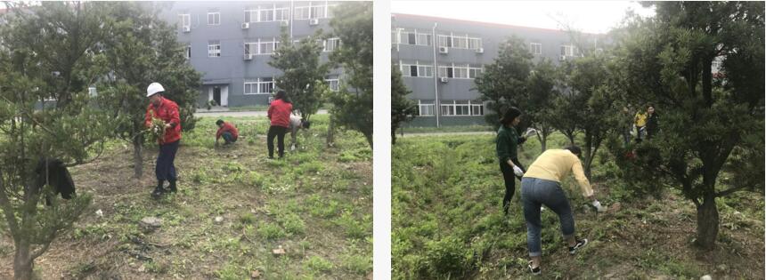 Pulling grass and protecting the green to show the beauty of the work - The company organizes weeding activities